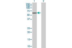 Symplekin antibody  (AA 1-533)