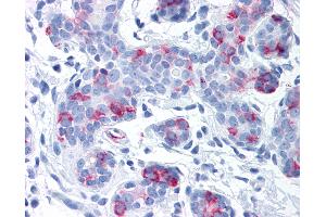 Anti-WNT8A antibody IHC of human breast.