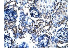 Image no. 1 for anti-BCL2-Associated X Protein (BAX) (N-Term) antibody (ABIN202051) (BAX antibody  (N-Term))