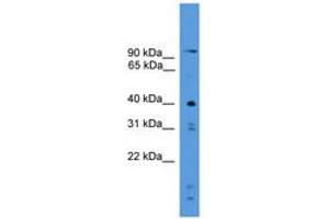 Image no. 1 for anti-Protease, Serine, 23 (PRSS23) (AA 265-314) antibody (ABIN6745524) (PRSS23 antibody  (AA 265-314))