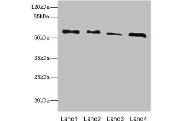 Rhotekin antibody  (AA 304-563)