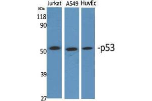 Western Blot (WB) analysis of specific cells using p53 Polyclonal Antibody. (p53 antibody  (Tyr185))