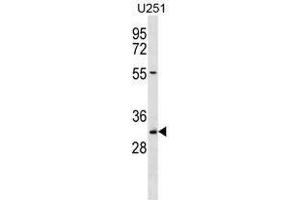 TCEA2 Antibody (Center) western blot analysis in U251 cell line lysates (35 µg/lane). (Tcea2,tfiis.l (AA 85-115), (Middle Region) antibody)