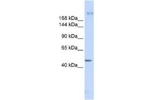 FER1L3 antibody used at 1 ug/ml to detect target protein. (Myoferlin antibody)