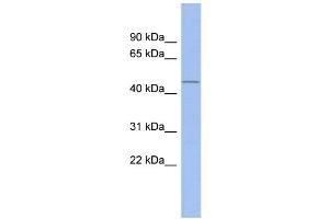 WB Suggested Anti-SP7 Antibody Titration:  0. (SP7 antibody  (N-Term))
