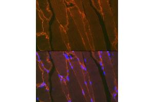 Immunofluorescence analysis of mouse bone marrow using Dystrophin Rabbit mAb (ABIN7266871) at dilution of 1:100 (40x lens). (Dystrophin antibody)