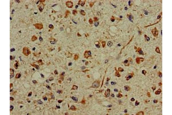 PFAS antibody  (AA 1064-1302)