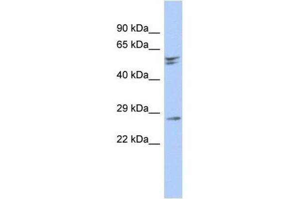 RD3 antibody  (N-Term)