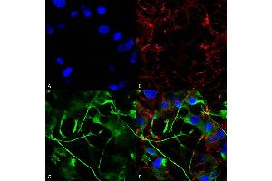 Immunocytochemistry/Immunofluorescence analysis using Mouse Anti-VAChT Monoclonal Antibody, Clone S6-38 (ABIN2485318). (SLC18A3 antibody  (AA 521-532) (Atto 488))