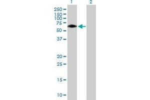 Western Blot analysis of BTBD10 expression in transfected 293T cell line by BTBD10 MaxPab polyclonal antibody. (BTBD10 antibody  (AA 1-475))