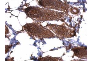 IHC-P Image EIF3D antibody detects EIF3D protein at cytosol on mouse skin by immunohistochemical analysis. (EIF3D antibody)