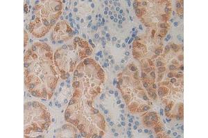 Used in DAB staining on fromalin fixed paraffin- embedded kidney tissue (HEXB antibody  (AA 100-216))
