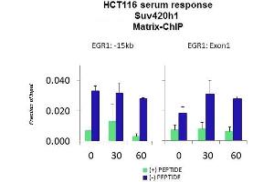 Quiescent human colon carcinoma HCT116 cultures were treated with 10% FBS for three time points (0, 15, 30min) or (0, 30, 60min) were used in Matrix-ChIP and real-time PCR assays at EGR1 gene (Exon1) and 15kb upstream site. (SUV420H1 antibody  (C-Term))