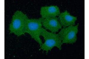 ICC/IF analysis of PRDX5 in Hep3B cells line, stained with DAPI (Blue) for nucleus staining and monoclonal anti-human PRDX5 antibody (1:100) with goat anti-mouse IgG-Alexa fluor 488 conjugate (Green). (Peroxiredoxin 5 antibody  (AA 53-214))