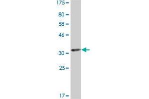AP2B1 antibody  (AA 585-651)