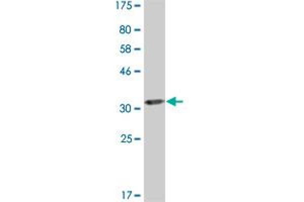 AP2B1 antibody  (AA 585-651)
