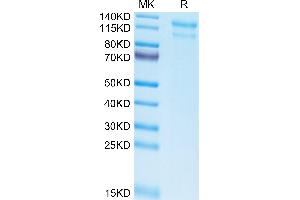 Biotinylated Human LDLR on Tris-Bis PAGE under reduced condition. (LDLR Protein (AA 22-788) (His-Avi Tag,Biotin))