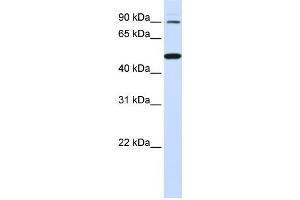 Western Blotting (WB) image for anti-Rhomboid 5 Homolog 1 (RHBDF1) antibody (ABIN2459330)