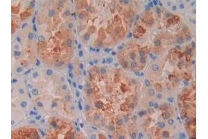 Detection of RBP4 in Human Kidney Tissue using Monoclonal Antibody to Retinol Binding Protein 4 (RBP4) (RBP4 antibody)