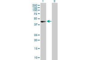 Western Blot analysis of PHF10 expression in transfected 293T cell line by PHF10 MaxPab polyclonal antibody.