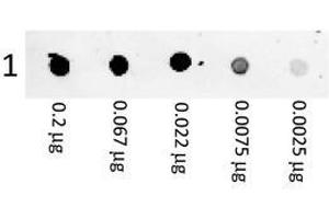 Image no. 1 for Goat anti-Mouse IgG (Whole Molecule) antibody (PE) (ABIN1967814) (Goat anti-Mouse IgG (Whole Molecule) Antibody (PE))