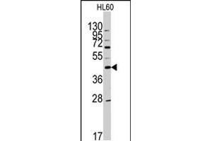 Western blot analysis of APOA5 polyclonal antibody  in HL-60 cell line lysates (35 ug/lane). (APOA5 antibody  (N-Term))