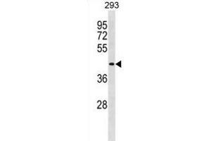 DIRC2 Antibody (Center) (ABIN1881261 and ABIN2838975) western blot analysis in 293 cell line lysates (35 μg/lane). (DIRC2 antibody  (AA 202-229))