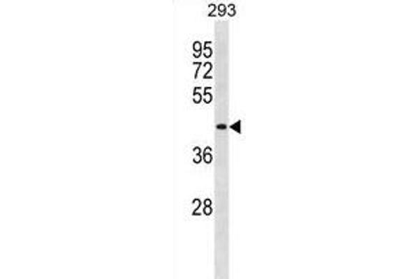 DIRC2 antibody  (AA 202-229)