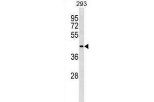 DIRC2 antibody  (AA 202-229)
