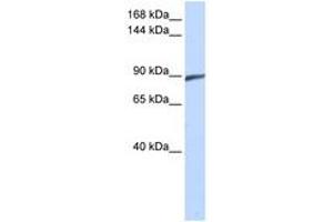 Image no. 1 for anti-Spermatogenesis Associated 5 (SPATA5) (C-Term) antibody (ABIN6741182) (SPATA5 antibody  (C-Term))