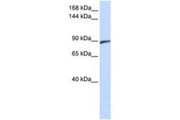 SPATA5 Antikörper  (C-Term)