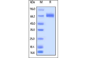 Biotinylated Human LILRA3, His,Avitag on  under reducing (R) condition. (LILRA3 Protein (AA 24-439) (His tag,AVI tag,Biotin))