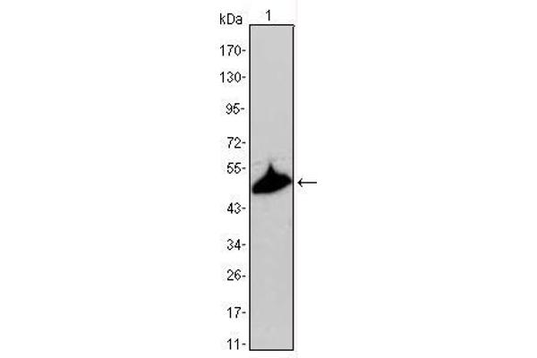 KRT15 antibody