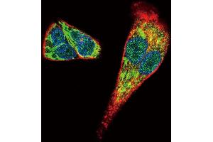 Confocal immunofluorescent analysis of MDK Antibody (C-term) (ABIN656014 and ABIN2845390) with HepG2 cell followed by Alexa Fluor 488-conjugated goat anti-rabbit lgG (green). (Midkine antibody  (C-Term))