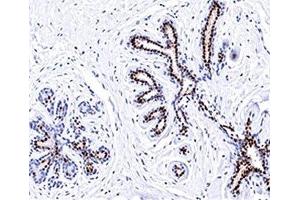 IHC testing of normal human breast stained with Progesterone receptor antibody (PR501). (Progesterone Receptor antibody)