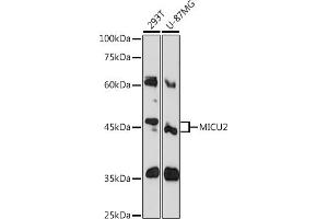 Western blot analysis of extracts of various cell lines, using MICU2 Rabbit pAb (ABIN6127291, ABIN6143833, ABIN6143834 and ABIN6215793) at 1:1000 dilution. (EFHA1 antibody  (AA 50-150))