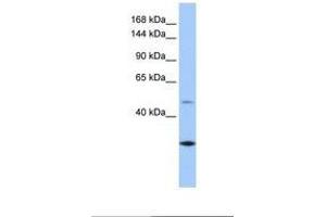 Image no. 1 for anti-Calmin (CLMN) (AA 851-900) antibody (ABIN6738907) (CLMN antibody  (AA 851-900))