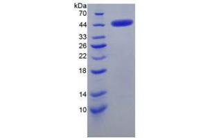 SDS-PAGE analysis of Mouse CRH Protein.