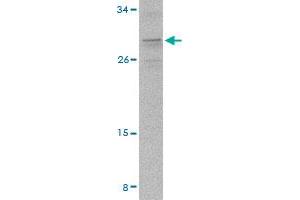 Western blot analysis of PIGY in A-20 cell lysate with PIGY polyclonal antibody  at 2 ug/mL .