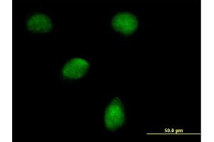 Immunofluorescence of purified MaxPab antibody to EGLN3 on HeLa cell. (EGLN3 antibody  (AA 1-239))