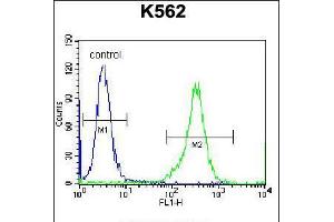 Flow cytometric analysis of K562 cells (right histogram) compared to a negative control cell (left histogram). (KEL antibody  (AA 214-243))