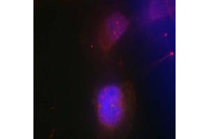 Immunofluorescence staining of methanol-fixed HeLa cells using BRCA1 (phospho-Ser988) antibody (E011237, Red) (BRCA1 antibody  (pSer988))