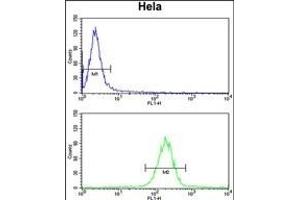 KI Antibody (C-term) (ABIN651358 and ABIN2840200) flow cytometry analysis of Hela cells (bottom histogram) compared to a negative control cell (top histogram). (CCDC180 antibody  (C-Term))