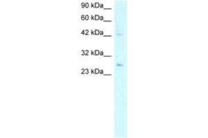 Western Blotting (WB) image for anti-Adiponectin (ADIPOQ) antibody (ABIN2460579) (ADIPOQ antibody)