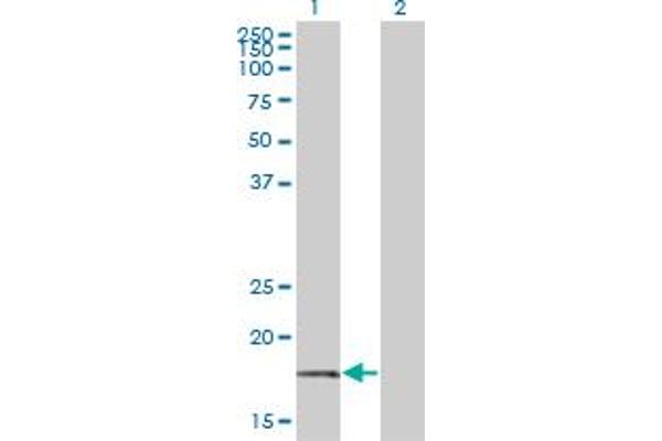 BTF3 antibody  (AA 1-162)