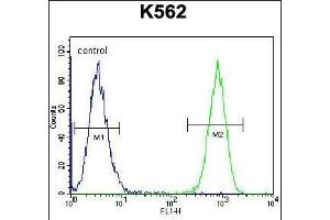 TAF4B Antibody (C-term) (ABIN656097 and ABIN2845440) flow cytometric analysis of K562 cells (right histogram) compared to a negative control cell (left histogram).