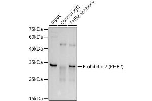 Immunoprecipitation analysis of 300 μg extracts of A-549 cells using 3 μg Prohibitin 2 (PHB2) antibody (ABIN1681345, ABIN3018997, ABIN3018998, ABIN5664807 and ABIN6220664). (Prohibitin 2 antibody  (AA 1-299))