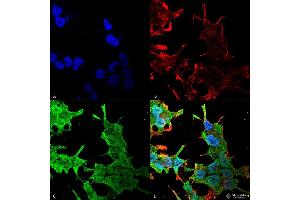 Immunocytochemistry/Immunofluorescence analysis using Mouse Anti-QKI (pan) Monoclonal Antibody, Clone S147-6 . (QKI antibody  (AA 1-341) (Biotin))