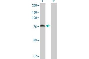 Western Blot analysis of ALOX15 expression in transfected 293T cell line by ALOX15 MaxPab polyclonal antibody. (ALOX15 antibody  (AA 1-662))