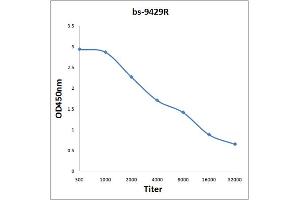 Antigen: 0. (TXNDC9 antibody  (AA 182-226))